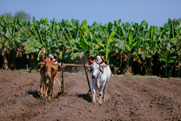 young indian farmer plowing at field
