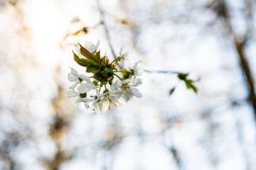 Białe kwiaty kwitnącego drzewa na tle zachodzącego słońca