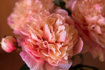 Fototapeta na wymiar pink peonies. spring may flowers
