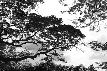 Black and White Tree Branch and Cloudy Sky for Texture or Wallpaper Background Abstract Picture BNW Sri Lanka Photography