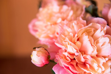 pink peonies. spring may flowers