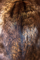 background texture wool. coloring fur with stripes
