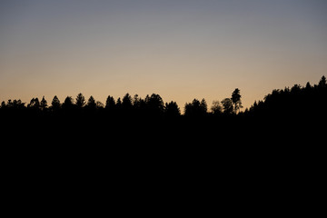 Silhouette of forrest at sunset