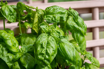 Fresh basil growing in flower pot