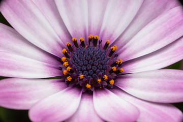 Fototapeta premium White and pink petals chamomile flower. Close-up. Macro.
