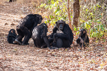 Fototapeta premium Tras los pasos de Jane Goodall en Gombe