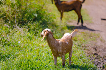 young indian goat at field