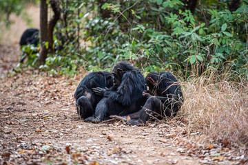 Tras los pasos de Jane Goodall en Gombe
