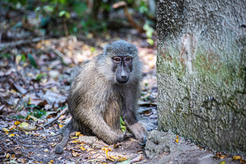 Tras los pasos de Jane Goodall en Gombe