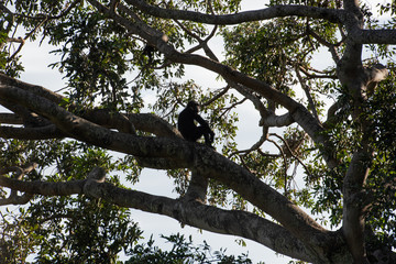 Tras los pasos de Jane Goodall en Gombe