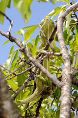 Mediterranean chameleon (Chamaeleo chamaeleon) climbing in an almond tree - Murcia, Spain / Europäisches Chamäleon  klettert in einem Mandelbaum - Murcia, Spanien © bennytrapp