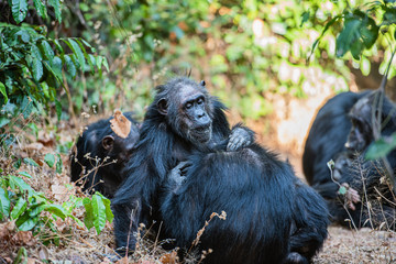 Tras los pasos de Jane Goodall en Gombe