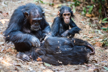 Tras los pasos de Jane Goodall en Gombe