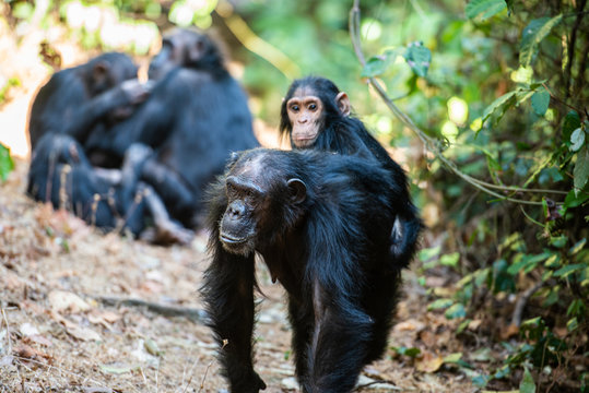 Tras Los Pasos De Jane Goodall En Gombe