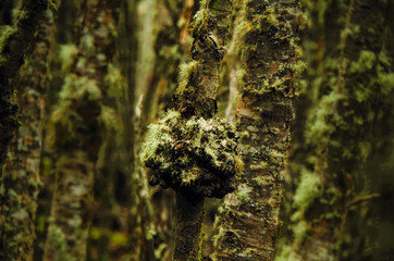 Green moss or lichen in dense wood on Patagonian birch trees near Ushuaia, Argentinia Terra del...