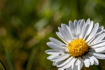 Fototapeta premium close up of a daisy