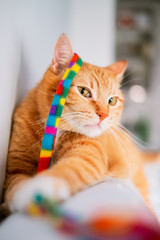 Ginger cat playing with her favorite toy. Cute kitten at home