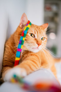 Ginger cat playing with her favorite toy. Cute kitten at home