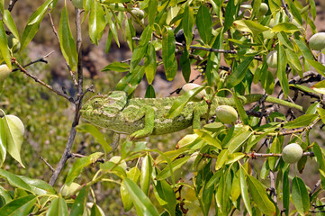 Mediterranean chameleon (Chamaeleo chamaeleon) climbing in an almond tree - Murcia, Spain / Europäisches Chamäleon  klettert in einem Mandelbaum - Murcia, Spanien © bennytrapp