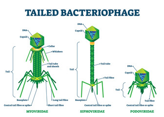 Tailed bacteriophage vector illustration. Labeled virus educational scheme.