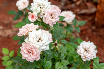 Obraz na płótnie Canvas flor rosa natureza branco verde