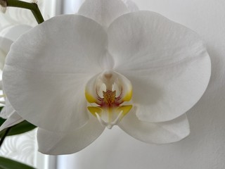 Closeup of a beautiful white Phalaenopsis orchid flower growing indoors