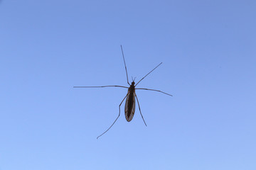 One insect on window glass
