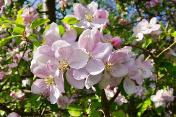 Kirschblüte