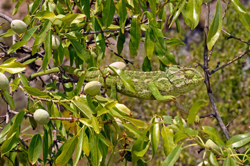 Mediterranean chameleon (Chamaeleo chamaeleon) climbing in an almond tree - Murcia, Spain / Europäisches Chamäleon  klettert in einem Mandelbaum - Murcia, Spanien © bennytrapp