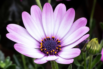 Fototapeta premium White and pink petals chamomile flower. Close-up. Macro.