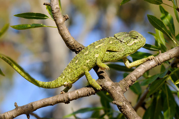 Mediterranean chameleon / Europäisches Chamäleon (Chamaeleo chamaeleon), Murcia, Spain / Spanien © bennytrapp