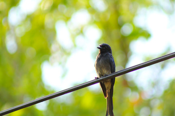 bird on a branch