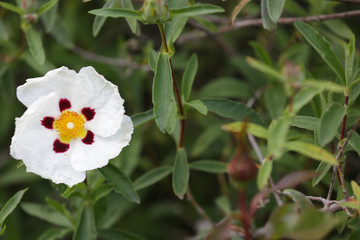 Beautiful garden, flowers and trees from Spain