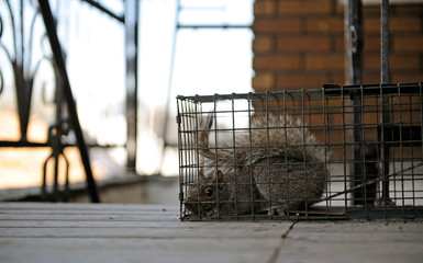 écureuil en cage