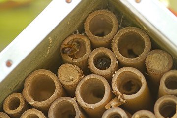 Insektenhotel mit Hummel