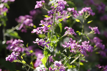 Beautiful garden, flowers and trees from Spain