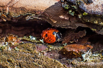 tiny ladybug covered with dew hiding among the bark of a tree