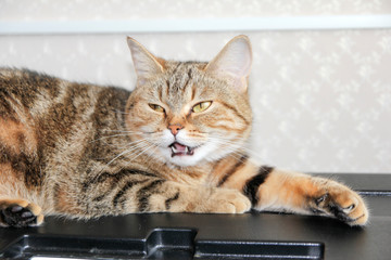 A well-groomed domestic cat in a peaceful posture