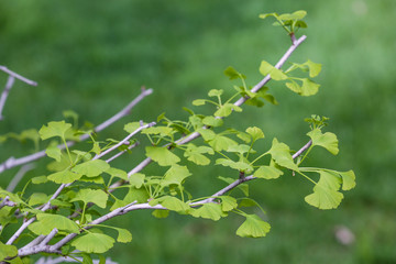 Beautiful garden, flowers and trees from Spain
