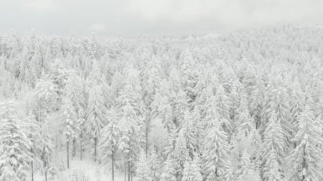aerial view over trees in winter, winter season forrest from above, snow on trees aerial shot