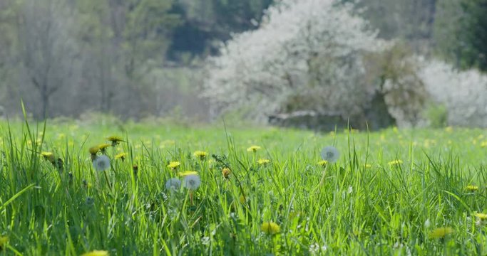 Dandelion meadow with flowring tree in the background