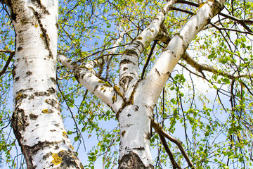Birch leaves in the day sky