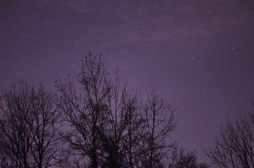 cosmic night sky behind shadows of black trees