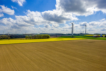 gelber Raps bei blauem Himmel