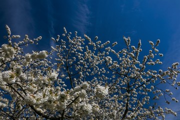 white sherry blossom in full Bloom, spring, fruit tree