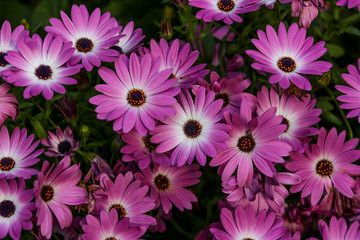 Beautiful garden, flowers and trees from Spain