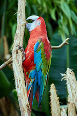 Red and green macaw climbing (Ara chloropterus)