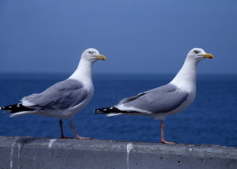 Camargue et Haute-Savoie