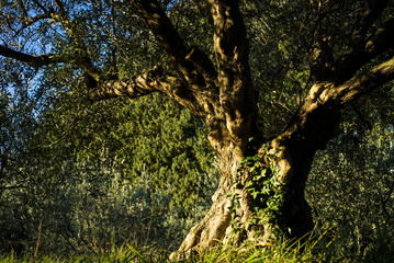 Very old olive tree located in Slovenia