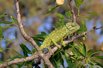 Europäisches Chamäleon (Chamaeleo chamaeleon) klettert in einem Mandelbaum - Murcia, Spanien / Mediterranean chameleon climbing in an almond tree - Murcia, Spain © bennytrapp
